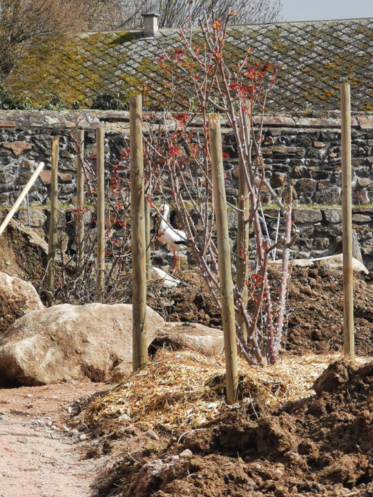  Une cigogne en visite dans le chantier du jardin