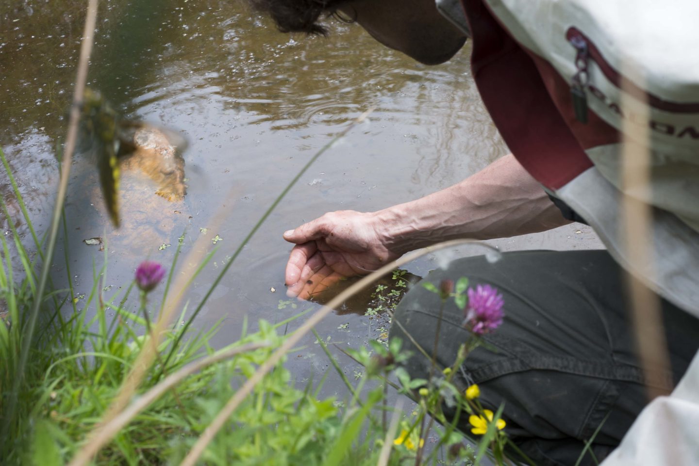 Photographie extraite du Compte rendu photographique de la sortie des Naturalistes en lutte sur la ZAD de Notre-Dame-des-Landes le 8 mai 2016 : à la recherche de nouvelles stations de flûteaux nageant et suivi floristique de la mare 107 rouverte en 2015. FNAC 2020-0791 (1à79) © Bruno Serralongue.