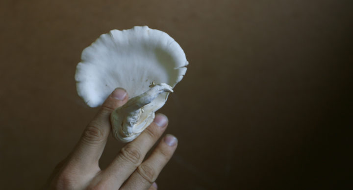 Film documentaire The Mushroom Speaks, de Marion Neumann