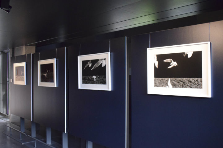 Les envolées, Nathalie Savey, Photographie tirage argentique noir et blanc sur papier baryté Bergger, 1998, collection FRAC Alsace 