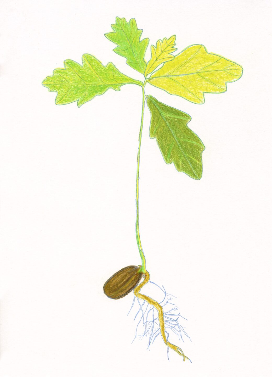 Guillaume-Barth-FRAC-Alsace-Sélestat-Nouvelle-foret